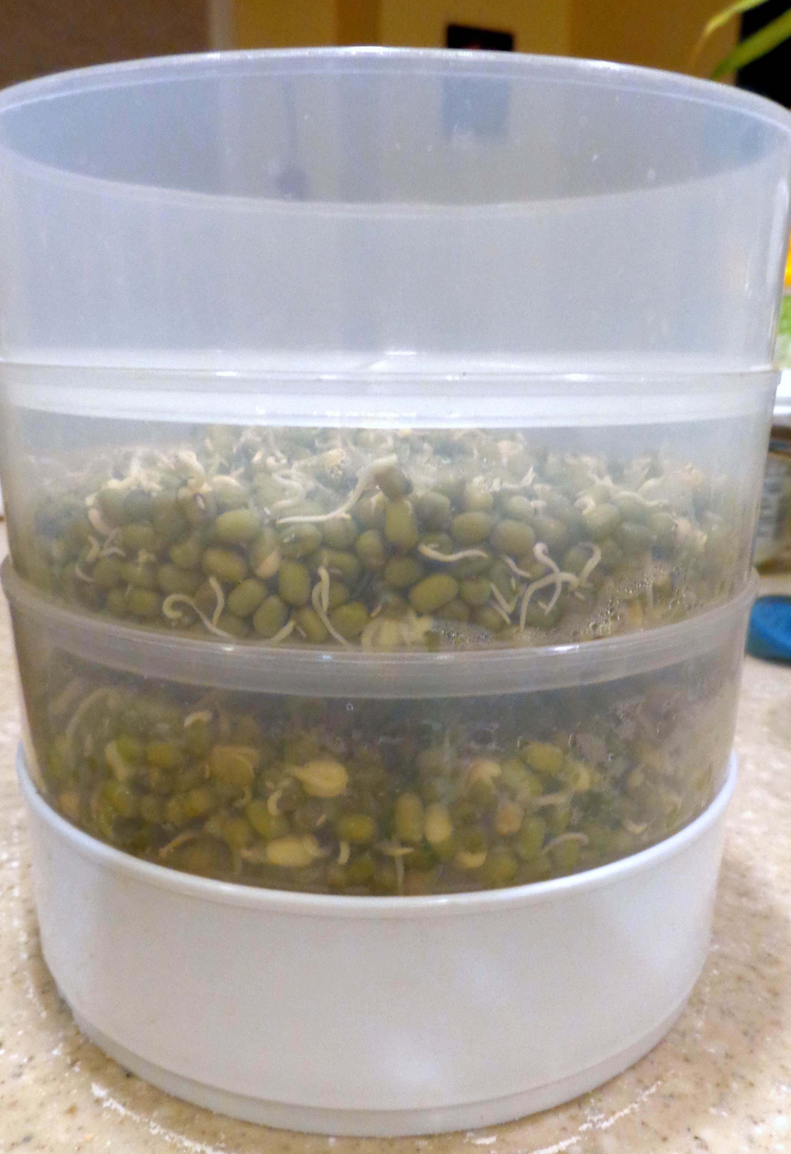 Sprouting 101: moong (mung beans)