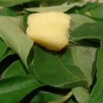 Curry leaves and ginger curry (kuzhambu)