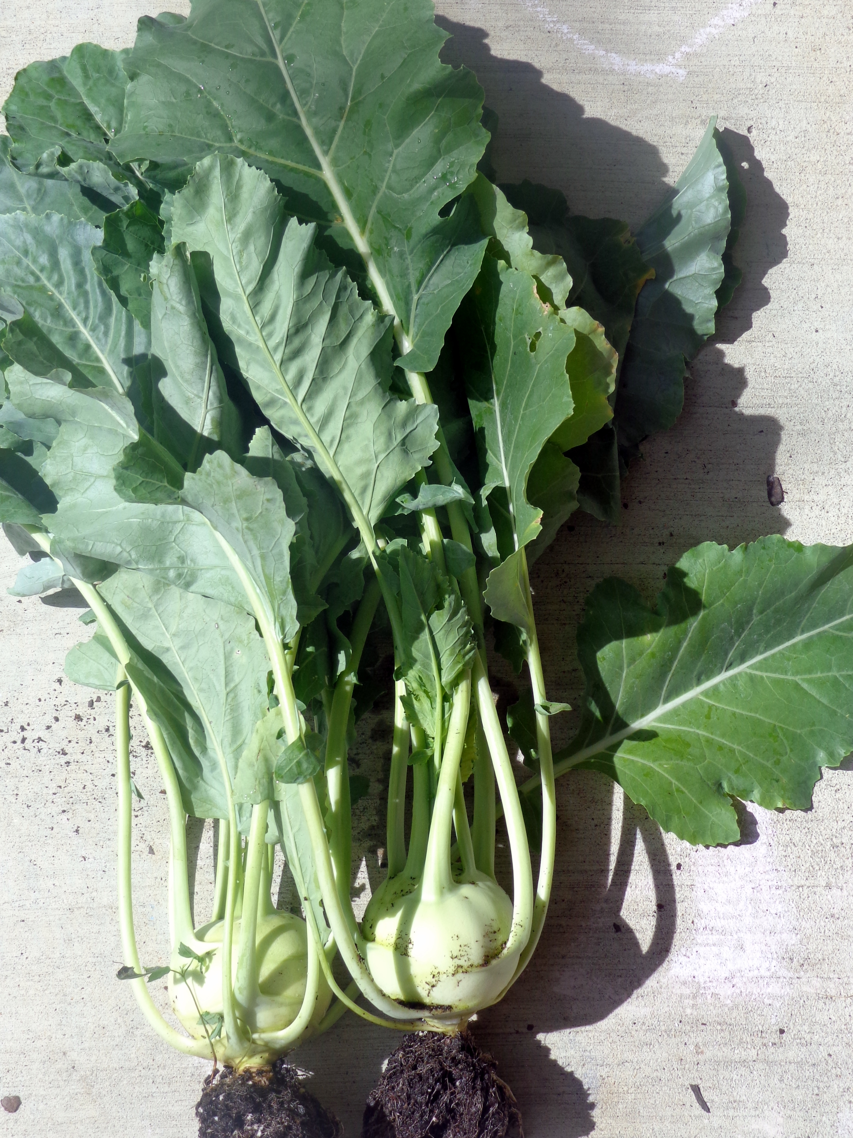 Growing Kohlrabi/ noolkol in the garden and curry made two ways ...
