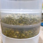 Sprouting 101: moong (mung beans)